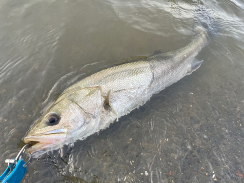 スズキの釣果