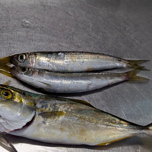 ウルメイワシの釣果