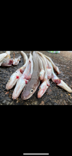 アナゴの釣果