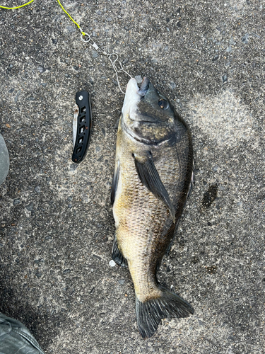 クロダイの釣果