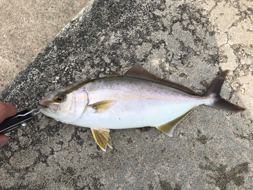 ショゴの釣果