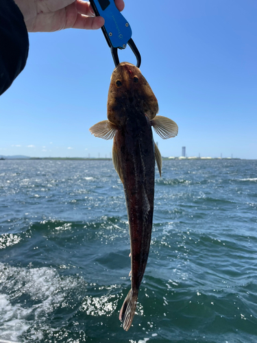 マゴチの釣果