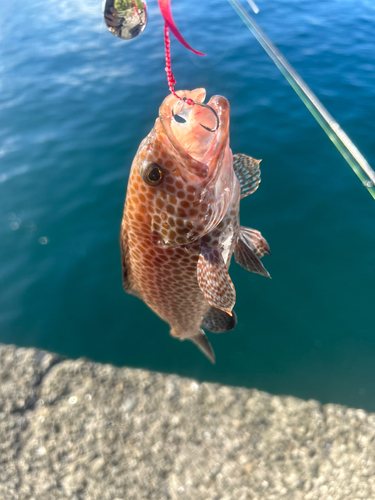 オオモンハタの釣果