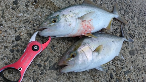 カンパチの釣果