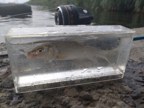 ニゴイの釣果