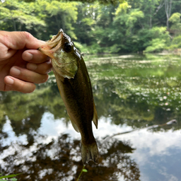 ブラックバス