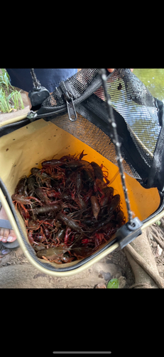 アメリカザリガニの釣果