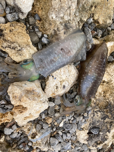 アオリイカの釣果