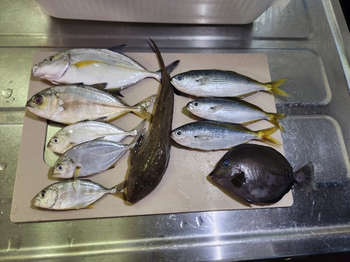 タカベの釣果