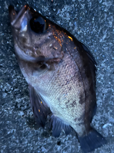 メバルの釣果