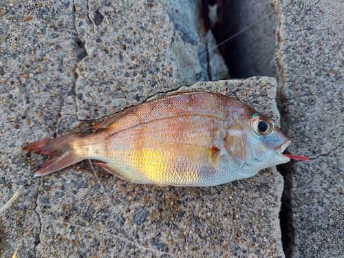 チャリコの釣果