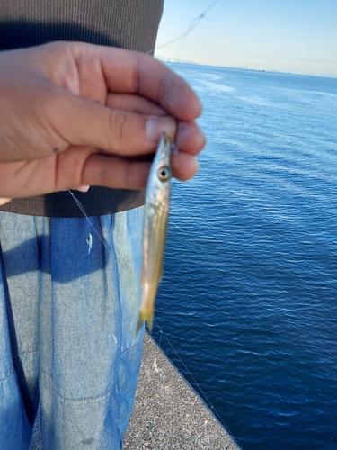 カマスの釣果