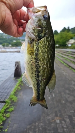 ラージマウスバスの釣果