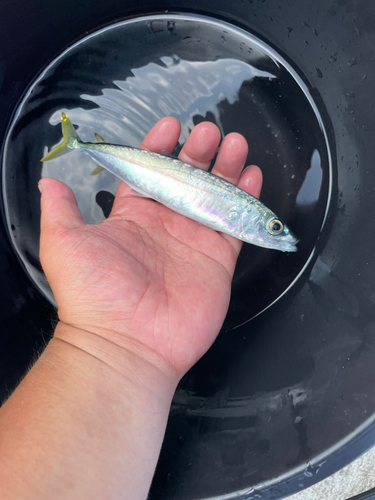 ムロアジの釣果