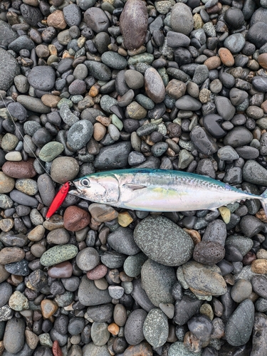 マルソウダの釣果