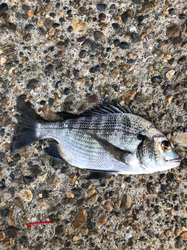 チヌの釣果