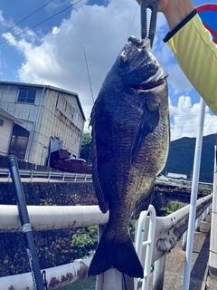 チヌの釣果