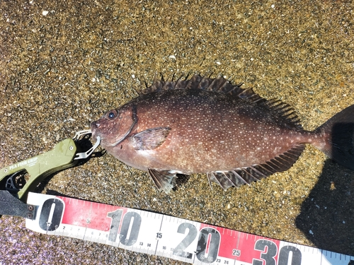 アイゴの釣果