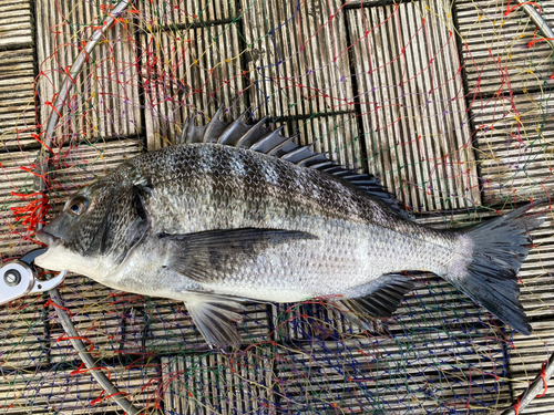 クロダイの釣果