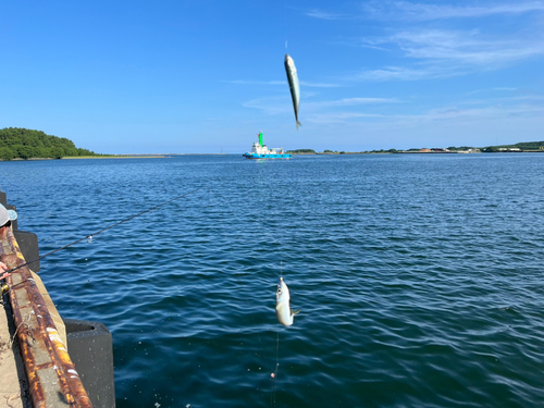 サバの釣果