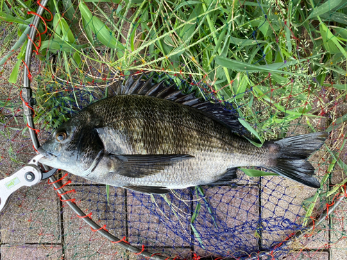 クロダイの釣果