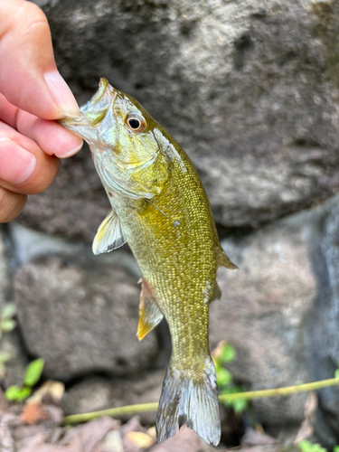 スモールマウスバスの釣果