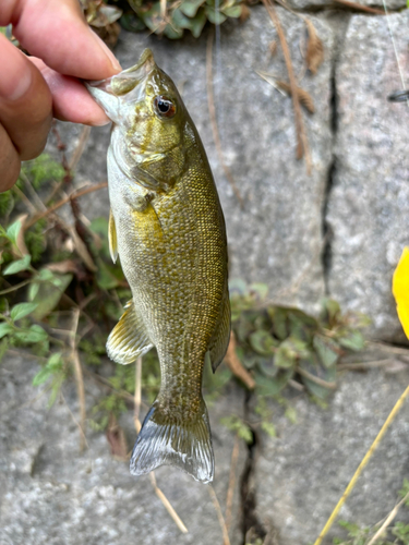 スモールマウスバスの釣果