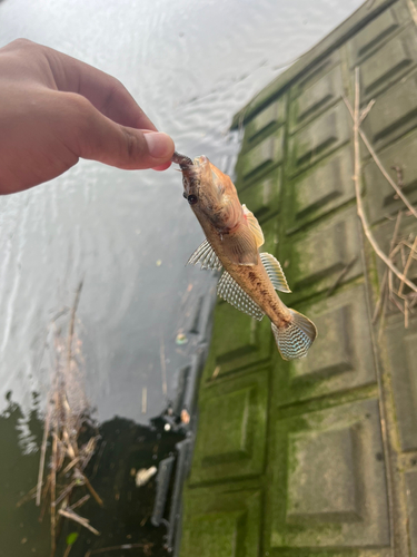 マハゼの釣果