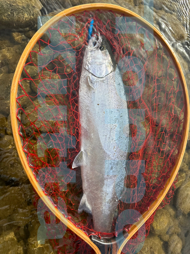 サクラマスの釣果