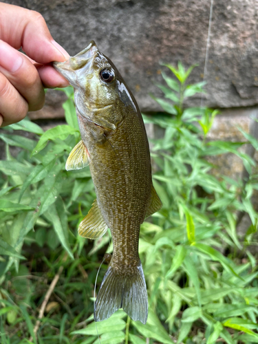 スモールマウスバスの釣果