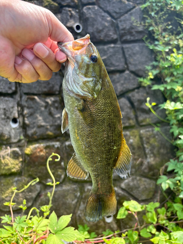 スモールマウスバスの釣果