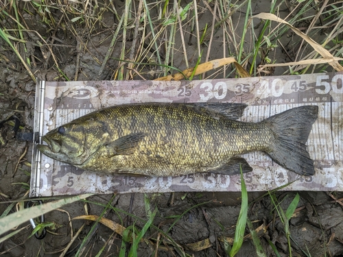 スモールマウスバスの釣果