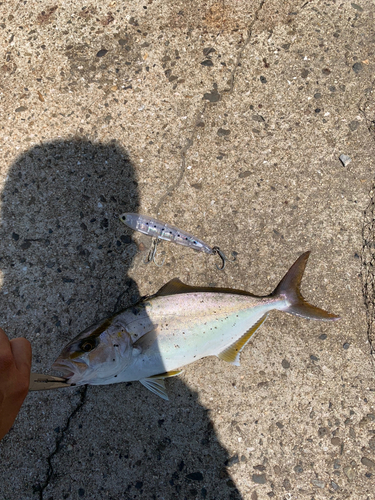 ショゴの釣果