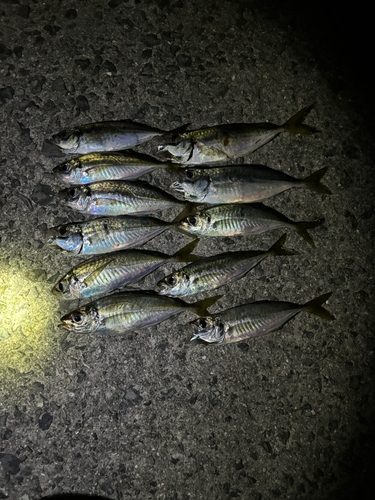 アジの釣果