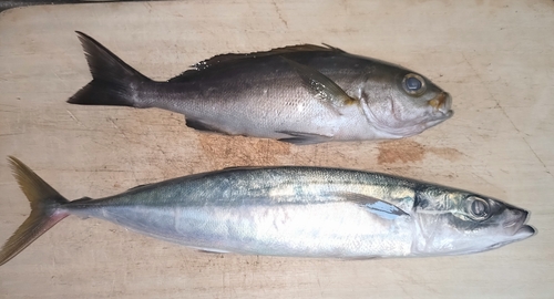 ムロアジの釣果