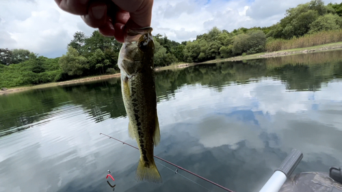 ラージマウスバスの釣果