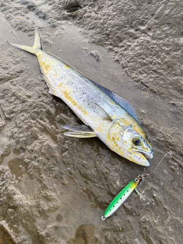 シイラの釣果