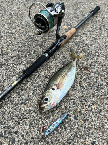 マアジの釣果