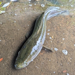 ライギョの釣果