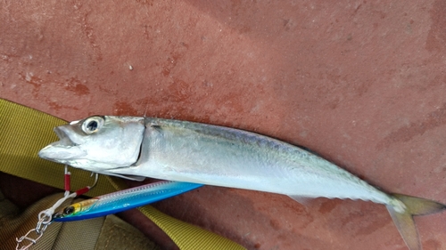 サバの釣果