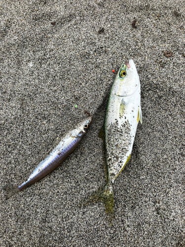 キスの釣果