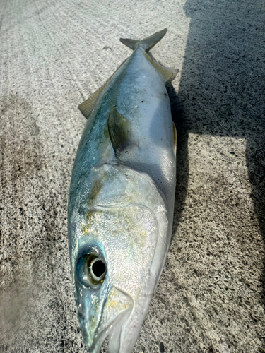 イナダの釣果