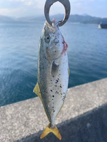 ワカシの釣果