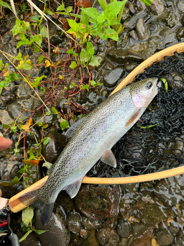 ニジマスの釣果