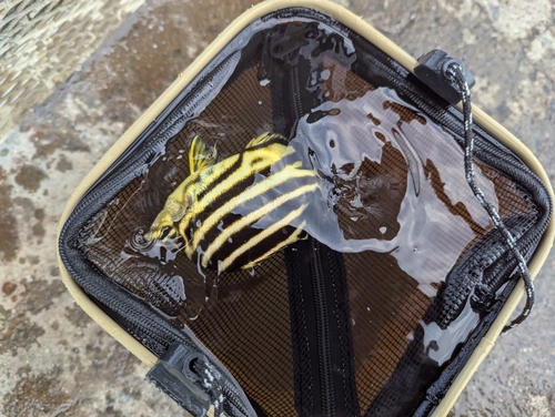 カゴカキダイの釣果