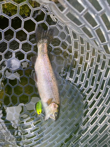 ニジマスの釣果