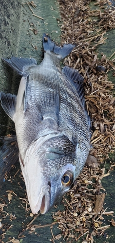 タイの釣果