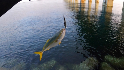 ツバスの釣果