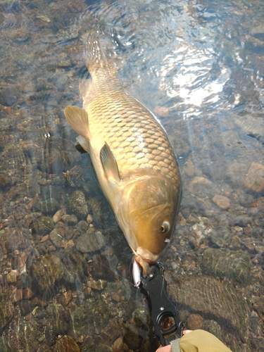 コイの釣果