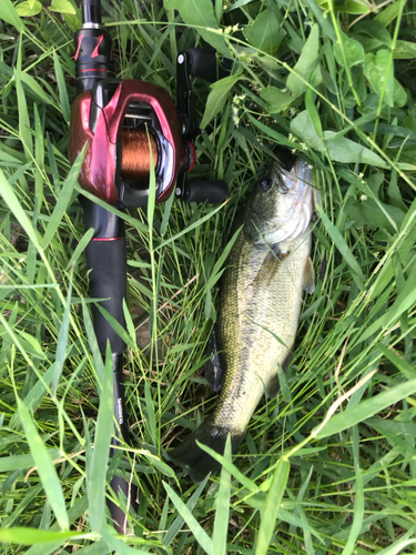 ブラックバスの釣果